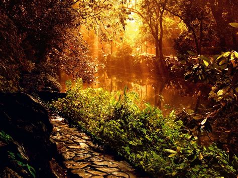 Sun Shining Through Trees Lighting A River Wallpapers Hd