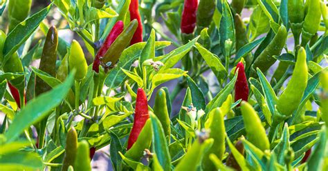 cayenne pepper growing care guide  garden magazine