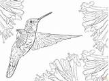 Hummingbird Coloring Pages Printable Drawing Realistic Hummingbirds Nature Color Print Supercoloring Magnificent Humming Bird Birds Adult Colorings Drawings Getcolorings Animal sketch template
