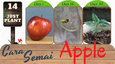 grow apple tree  seeds germinate apple seeds