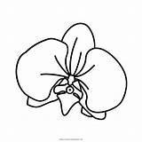 Orchidea Orchidee Cattleya Orchids Schilleriana Stampare Pngegg Pngwing Ultracoloringpages sketch template