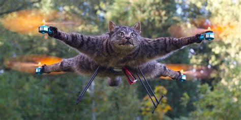 dutch artist  turned  dead cat   drone  keeping  badger   freezer