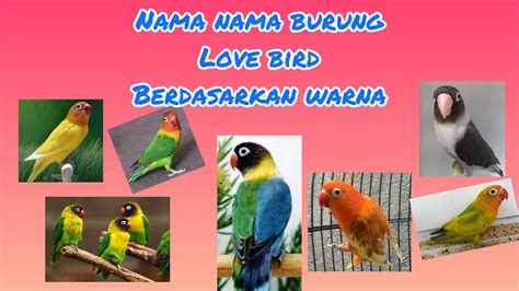 nama nama burung love bird berdasarkan warna  youtube