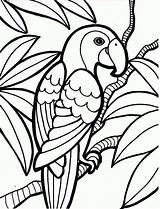 Burung Kakak Tua Mewarnai Gambar Hewan Coloring sketch template