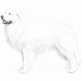 Pyrenees Great Dog Breed Coloring Akc Breeds Dogs Information Standard Size Badger Markings Tan Show Illustration He Bred American 700px sketch template