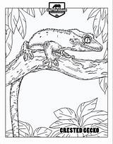 Gecko Coloring Crested Leopard sketch template