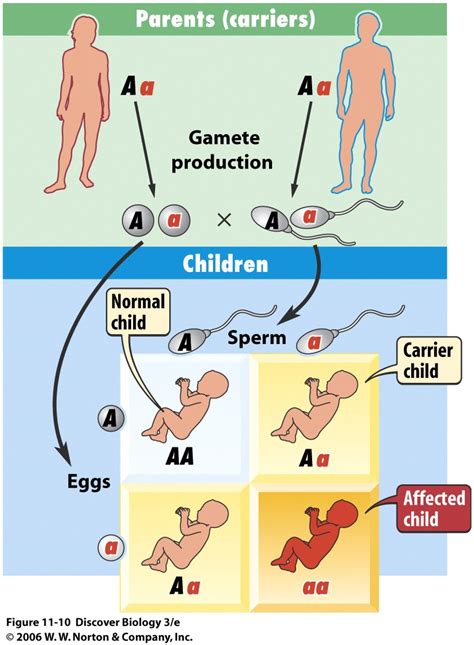 Bio 7 Lecture 29 30 Preview