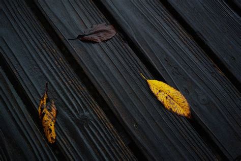 leaves leaves photo photo sharing