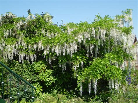 het bloeiende buitenleven wisteria sinensis alba de witte regen