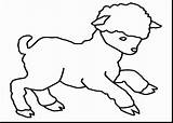 Lamb Behold Drawing sketch template