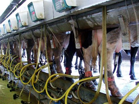 dairy cows being milked by arpeggioangel dpchallenge