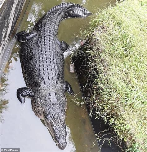 female scientist  eaten alive  crocodile  demons den
