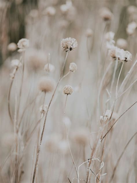 neutral background    background neutral plant