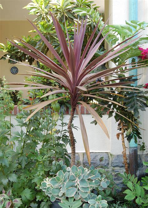 filecordyline australis red sensation plant pxjpg wikipedia   encyclopedia