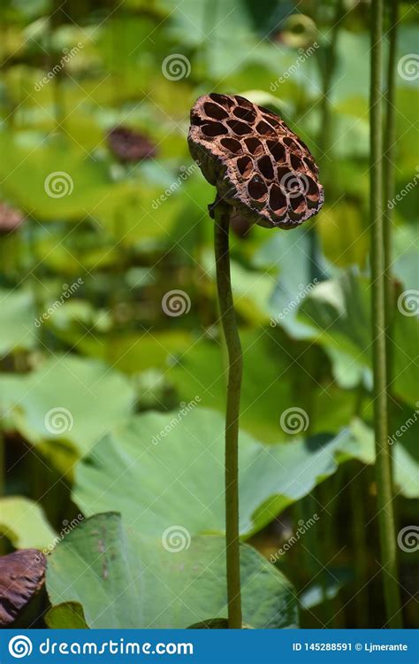 Lotus Flower Seed Pod Standing Proud Stock Image Image Of Lilypod