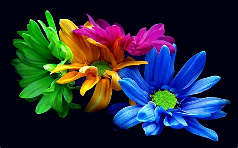 colorful flowers wallpapers hd pixelstalknet