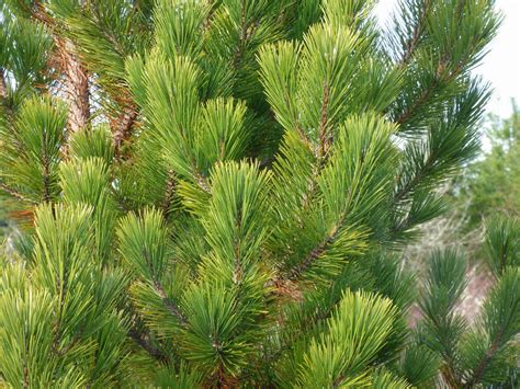 Trees Two Needle Pines
