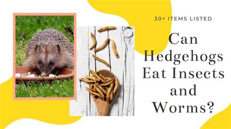 insects  bugs  hedgehogs eat  list   items small pet site
