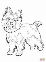 Coloring Terrier Pages Yorkie Cairn Printable Dog Maltese Toto Drawing Oz Color Wizard Boston Cocker Spaniel Jack Supercoloring Puppy Colouring sketch template