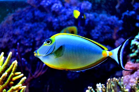 colorful fish   aquarium  xbiscuits  deviantart