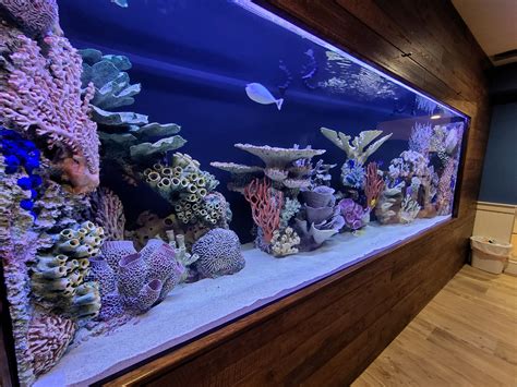 custom luxury fish tanks  aquariums gallery  ny nj pa