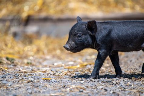 nachwuchs beim schwarzen alpenschwein natur und tierpark goldau