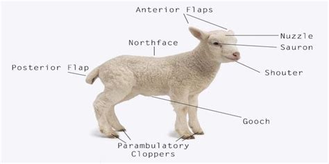 lamb anatomy properanatomy