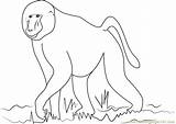 Baboon Coloring African Pages Color Coloringpages101 Getcolorings sketch template