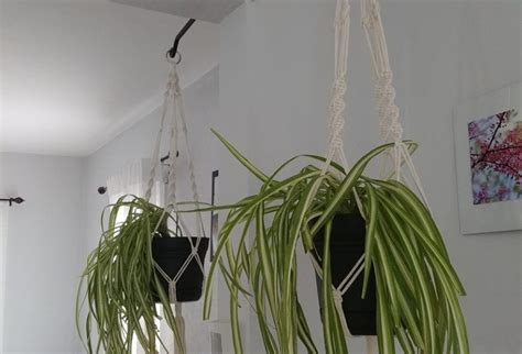 How To Hang Plants From The Ceiling 10 Creative Ideas