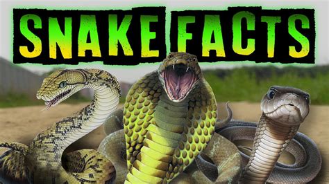 snake facts youtube