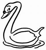 Cisne Cisnes Desenho Laminas Manualidades sketch template