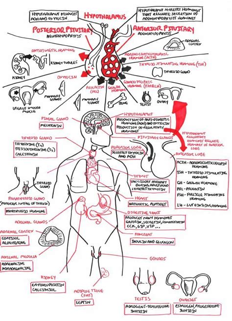 thelifeofapremed “summary of the endocrine system for the mcat