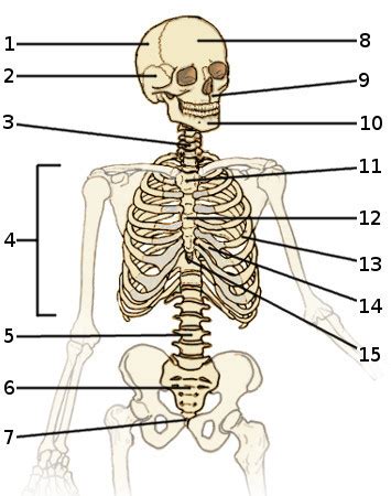 anatomy quiz  axial skeleton quiz