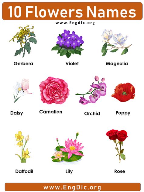 flowers   pictures definition examples engdic