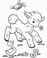 Coloring Baby Pages Animals Animal Popular Cute sketch template