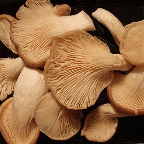 types  edible mushrooms