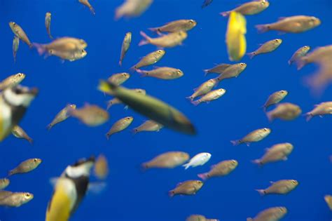 stock photo  fish swimming   aquarium freeimageslive