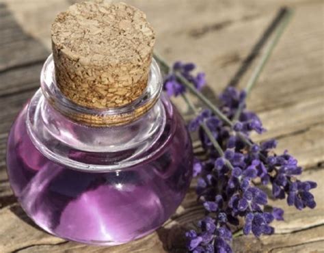 manfaat lavender  kesehatan  kecantikan bibitbungacom