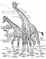 Giraffes Coloring Two Pages Adult Animals Nature sketch template