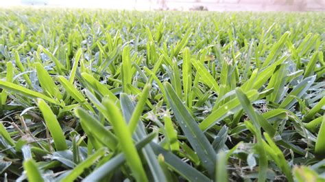 complete guide  buffalo grass tips  growing killing weeds