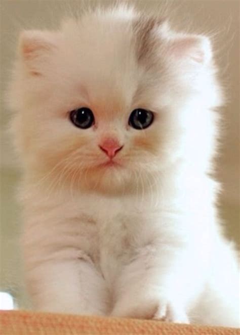 teacup persian kitten  style pinterest persian kitty cats  beautiful days