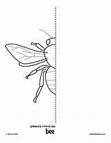 Symmetry Coloring Pages Drawing Kids Insect Bee Bug Bugs Hub Simple Drawings Printable Artforkidshub Kid Insects Mamba Green Draw Cartoon sketch template