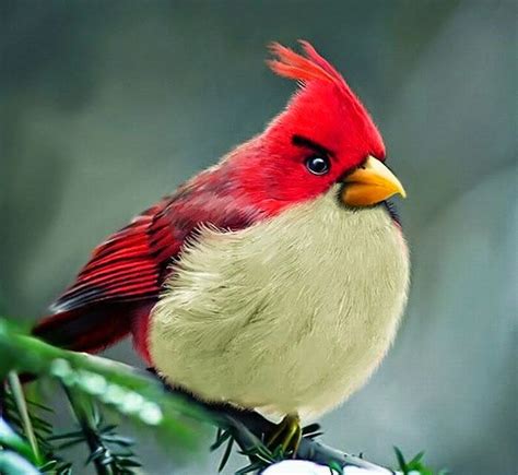 resultado de imagen  aves beautiful birds birds exotic birds