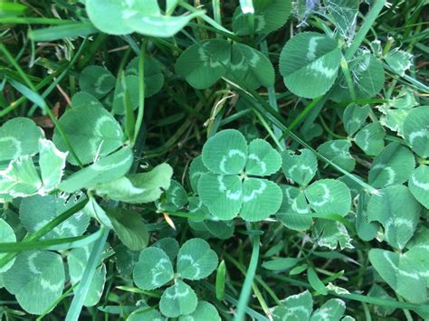 real four leaf clovers hand picked by psychic medium kelly ferguson