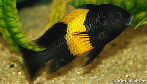 tropheus tropheus sp black encyclo fish