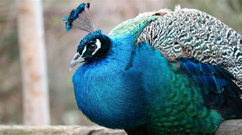 alles  de pauw ontmoet onze dieren dierenpark amersfoort