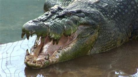 guinness buch dorf  mit riesen krokodil rekord aufstellen