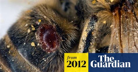 Honeybee Decline Linked To Killer Virus Bees The Guardian