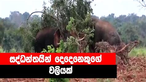 සද්ධන්තයින් දෙදෙනෙකුගේ වලියක් Sri Lankan Elephant Youtube