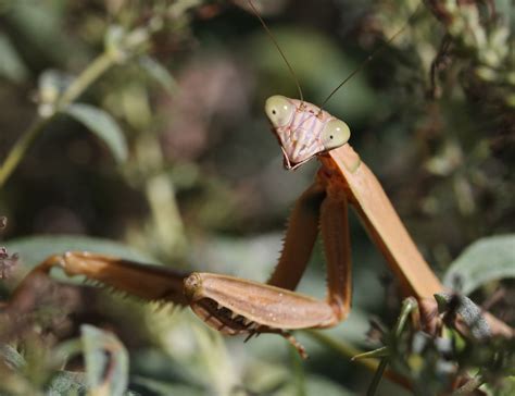 A Large Female Praying Mantis Praying Mantis Female